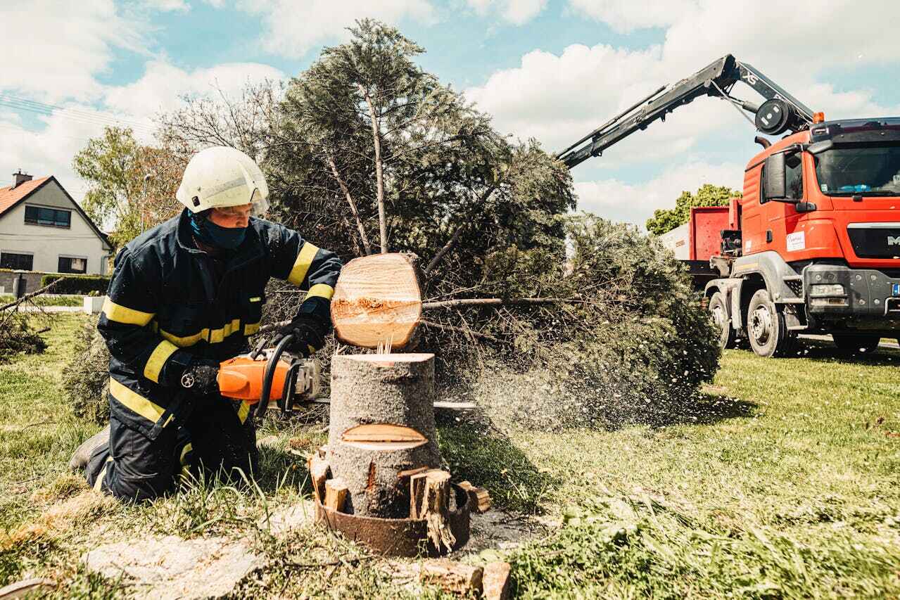 Tree Removal for Businesses in Carter, TX